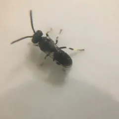 Hairy masked Bee thumbnail 4