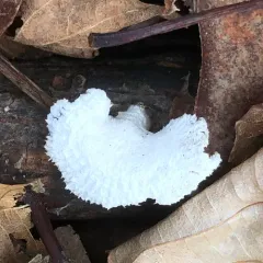 splitgill mushroom thumbnail 4