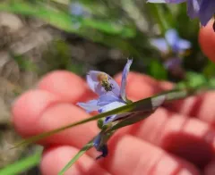 Lasioglossum pictum thumbnail 3
