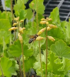 Andrews' Cellophane Bee thumbnail 3