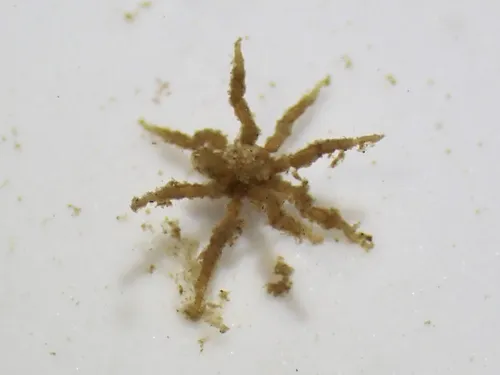 Ammothella tuberculata