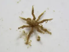 Ammothella tuberculata thumbnail 1