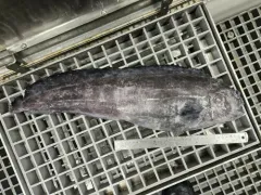 Northern Wolffish thumbnail 4