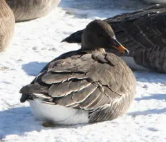 Taiga Bean Goose thumbnail 4