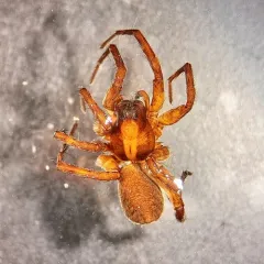 Spinyrib Wolf Spider thumbnail 1