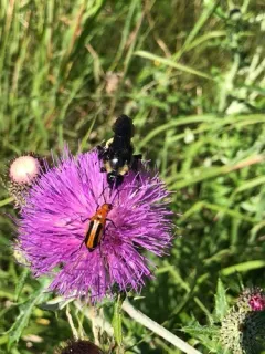 Orange Blister Beetle thumbnail 2