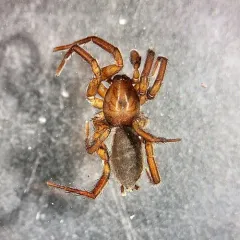 Gnaphosa microps thumbnail 1