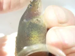 Slipskin Snailfish thumbnail 4