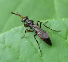 Didineis dilata thumbnail 2