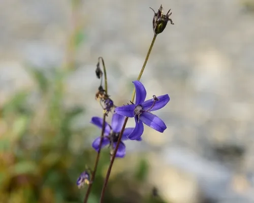 Yukon Bellflower