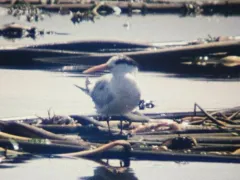 Elegant Tern thumbnail 2
