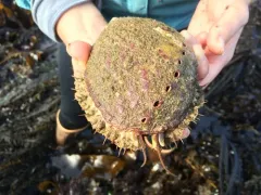 Flat Abalone thumbnail 3