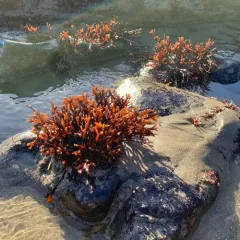 flattened ahnfelts seaweed thumbnail 4
