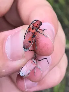 Pilose Milkweed Beetle thumbnail 3