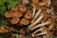 Honey Mushroom thumbnail 5