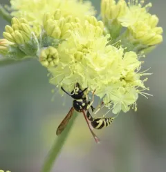 Vertical potter wasp thumbnail 4