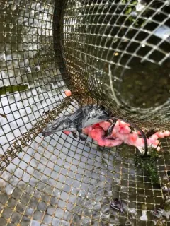Western Water Shrew thumbnail 3