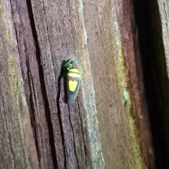 Saddled Leafhopper thumbnail 3