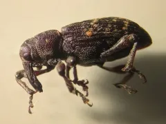 Pales Weevil thumbnail 4