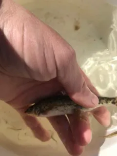 Umatilla Dace thumbnail 4