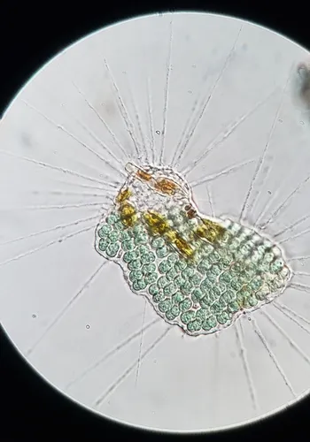 Merismopedia tranquilla