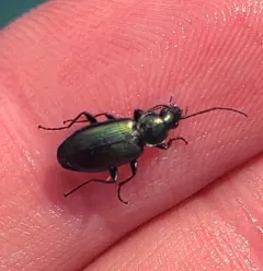 Elegant Purple-green Agonum Beetle thumbnail 3