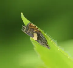 Common Drill thumbnail 1