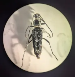 Fulminating Long-horned Beetle thumbnail 4