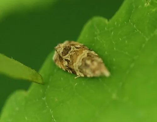 Olivaceous Olethreutes Moth