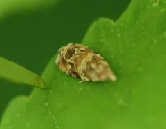 Olivaceous Olethreutes Moth thumbnail 1