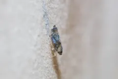 Scaphoideus carinatus thumbnail 2