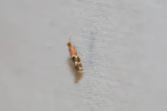 Bucculatrix eupatoriella thumbnail 4