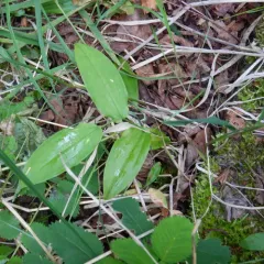 white twisted-stalk thumbnail 4