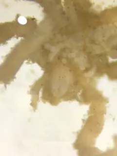 Ammothella tuberculata thumbnail 2