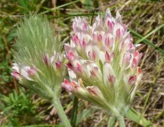 plumed clover thumbnail 4