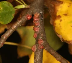 Tuliptree scale thumbnail 3