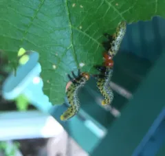 Birch Sawfly thumbnail 4