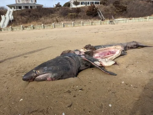 Basking Shark