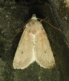 White Cutworm Moth thumbnail 4