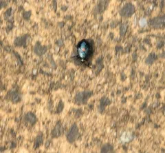 Largus cinctus thumbnail 4