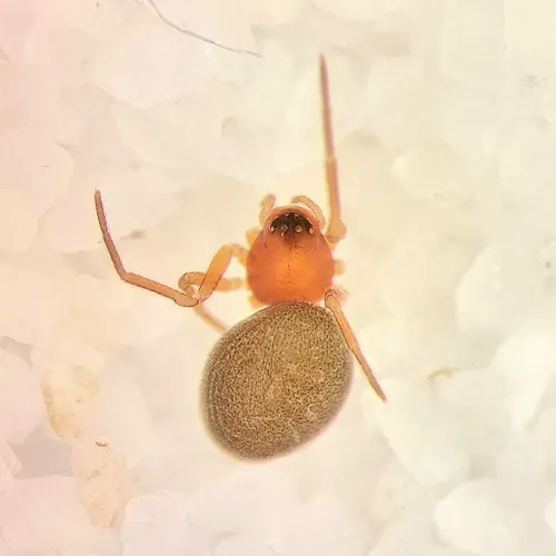 Ceraticelus atriceps
