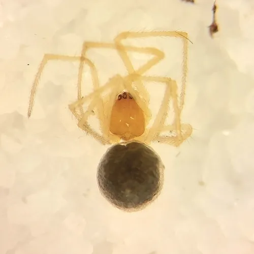 Rugathodes aurantius