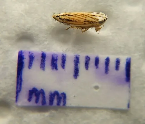 Commellus colon
