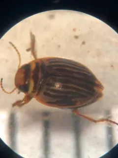Nectoporus obesus thumbnail 2