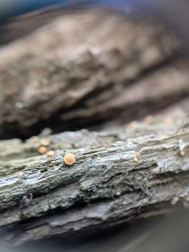 Orange Dimple Lichen