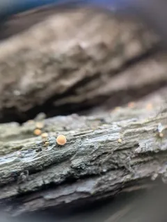 Orange Dimple Lichen thumbnail 1