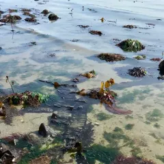stalked kelp thumbnail 1