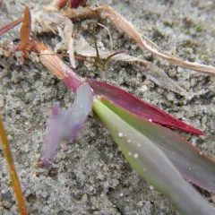 Alpine Timothy thumbnail 3