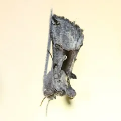 Large Looper Moth thumbnail 3