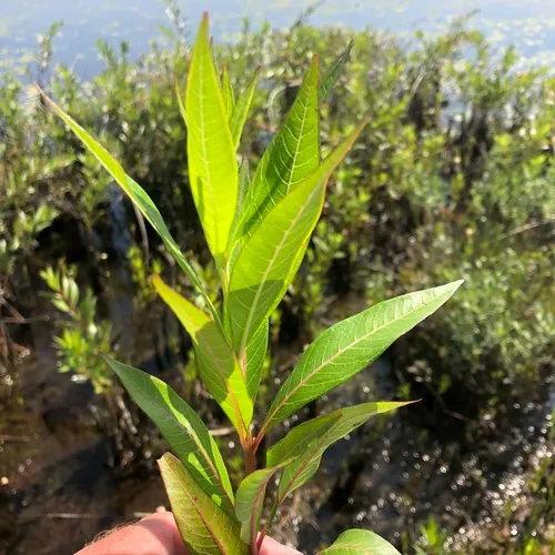 swamp loosestrife
